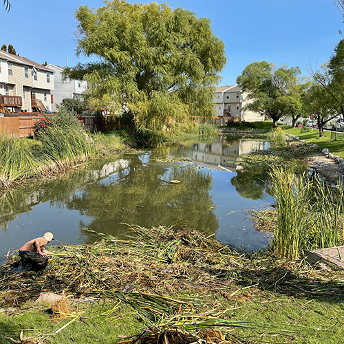 Retention Pond Maintenance Storm Drain Cleanout